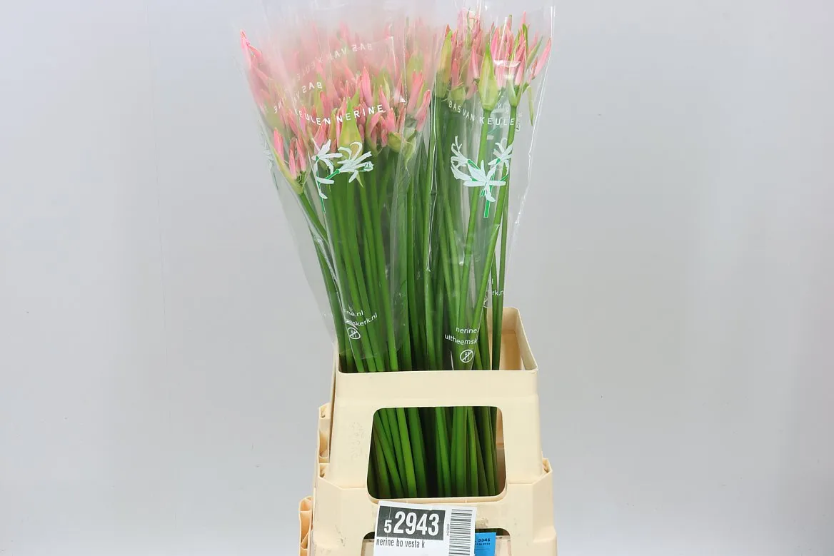 Nerine Bo Vesta K • 70 cm