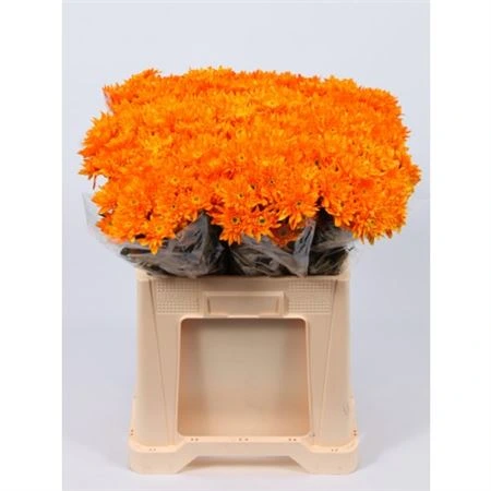 Chryzantéma trsová Euro Orange • 70 cm