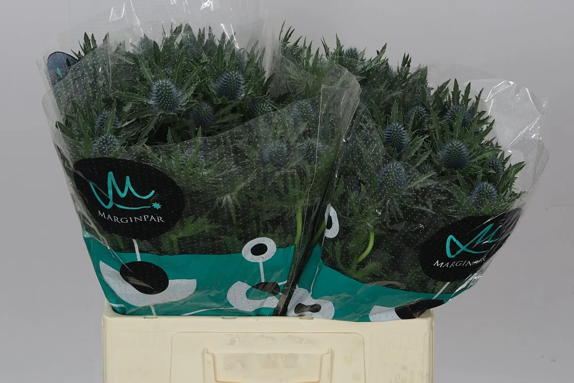 Eryngium Aqua • 60 cm