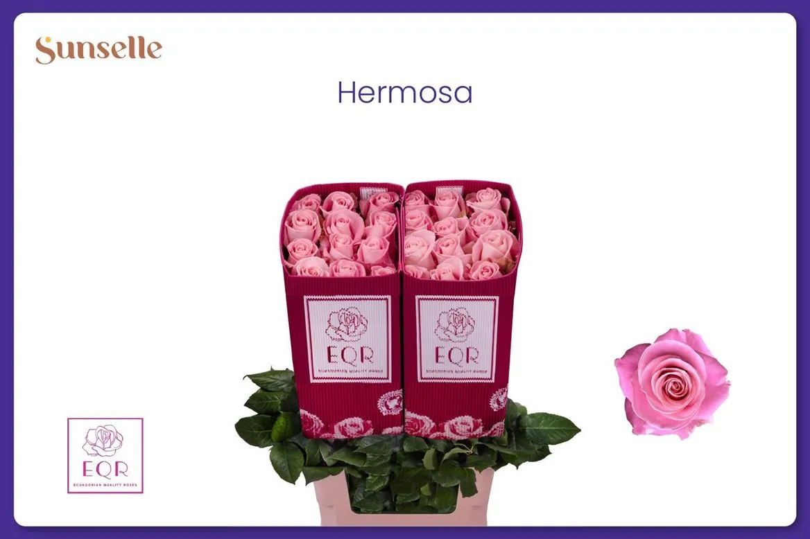Rosa Gr Ec Hermosa • 60 cm