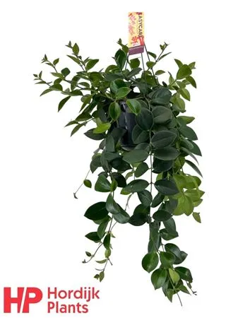 Aeschynanthus Mona Lisa Hang • črepník 15 cm