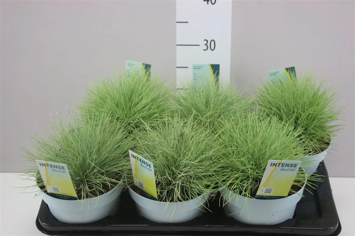 Festuca Glauca Amigold® • črepník 17 cm