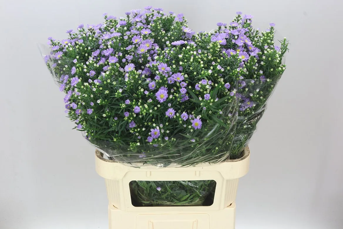 Aster Cassandra Ex • 85 cm