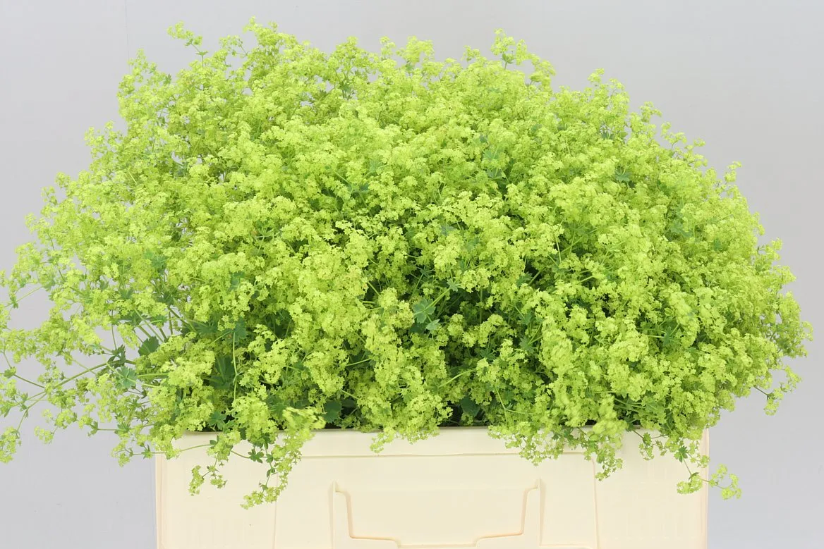 Alchemilla Robustica • 55 cm