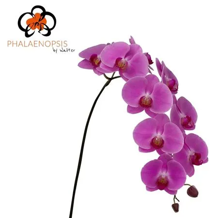 Phal Happy Valentina (stems) • 70 cm