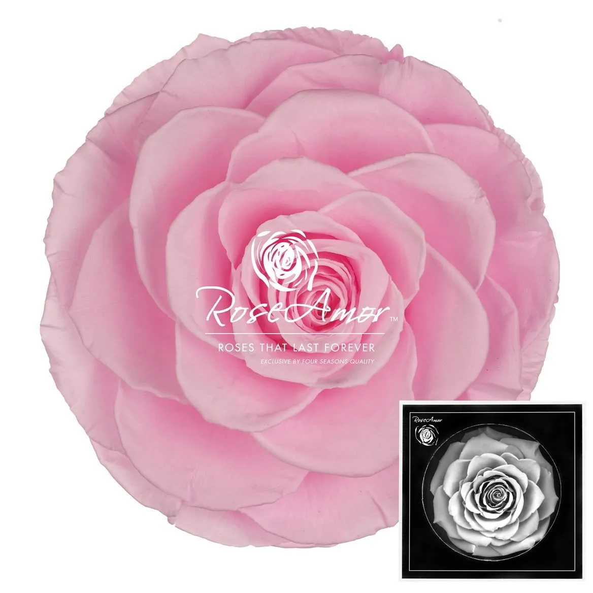 Stabilizovaná ruža Bonita ⌀ 9 cm, ružová PIN99
