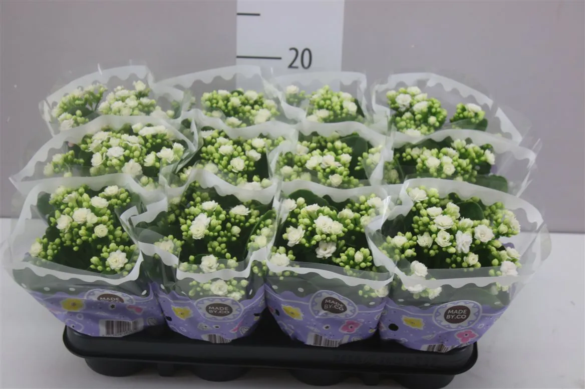 Kalanchoe Calandiva Wit Rijp A2 • črepník 9 cm