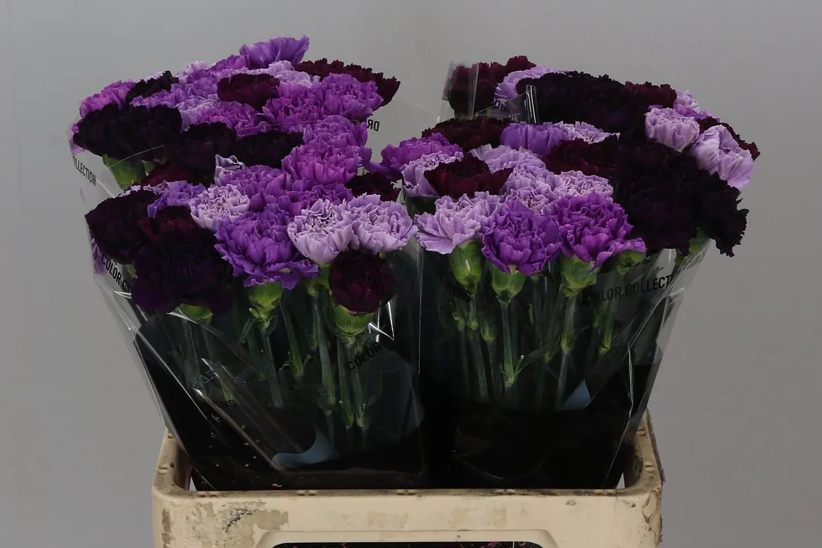 Karafiát mix Florigene • 60 cm