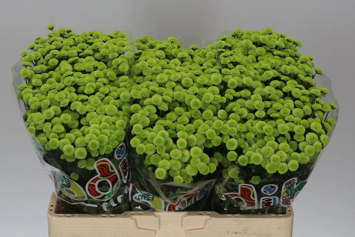 Chryzantéma santini Mad Minty Boan • 55 cm