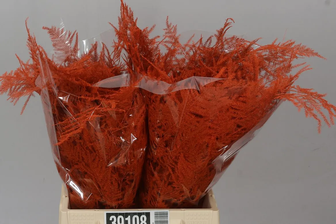 Asparágus 1e Veren Orange • 45 cm