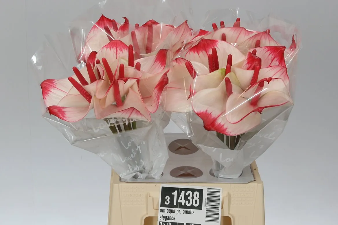 Antúrium Aqua Pr. Amalia Elegance • 40 cm