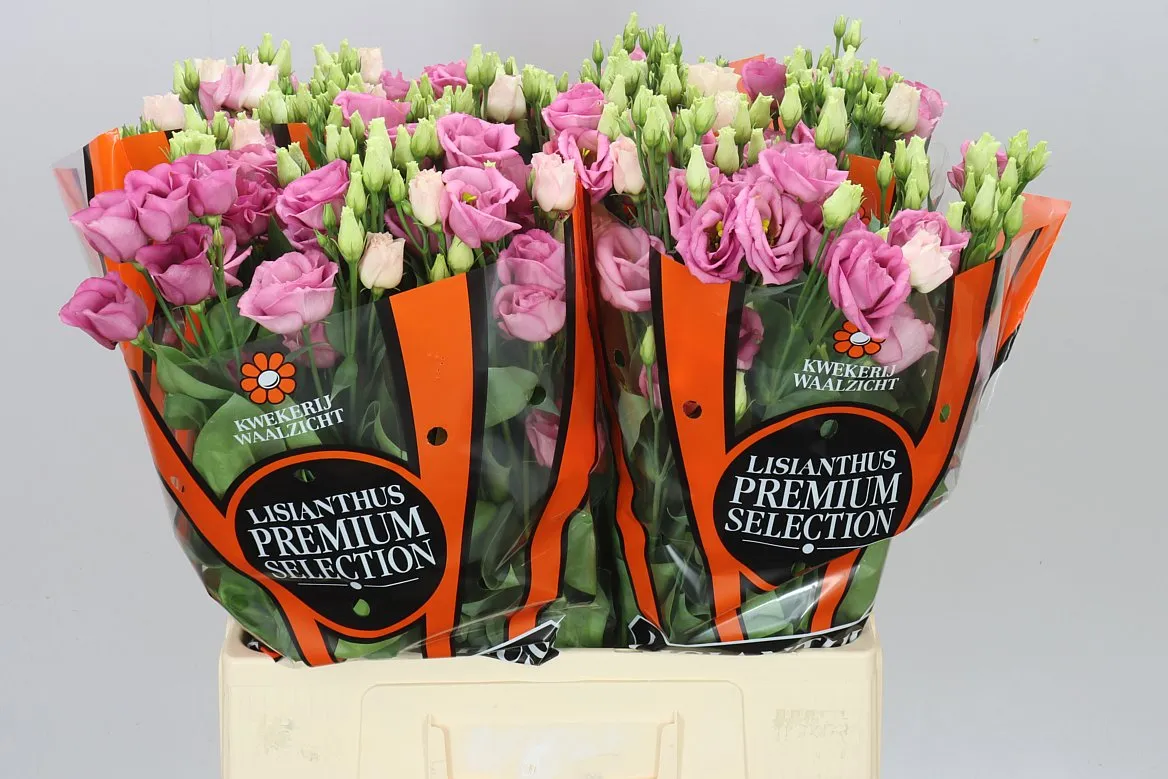 Eustóma plnokvetá Rosita Pink • 65 cm