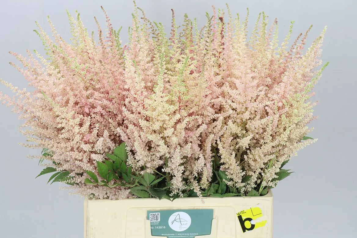 Astilbe Earth L Pink • 70 cm