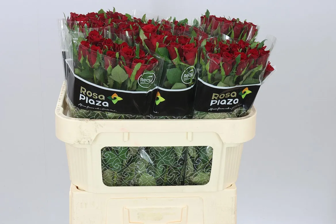 Rosa Gr Simply Red+ • 70 cm