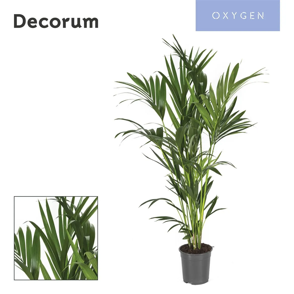 Howea Forsteriana 150cm (kentia) Decorum • črepník 24 cm