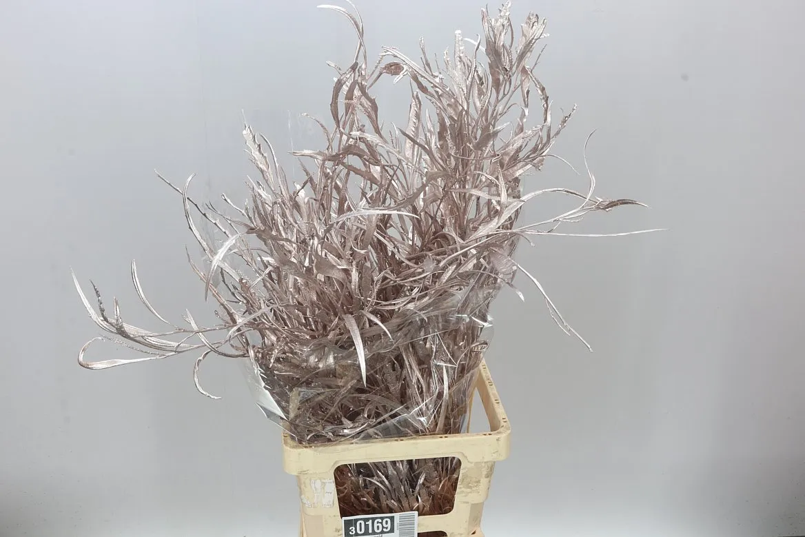 Grevilea Rose Gold • 90 cm