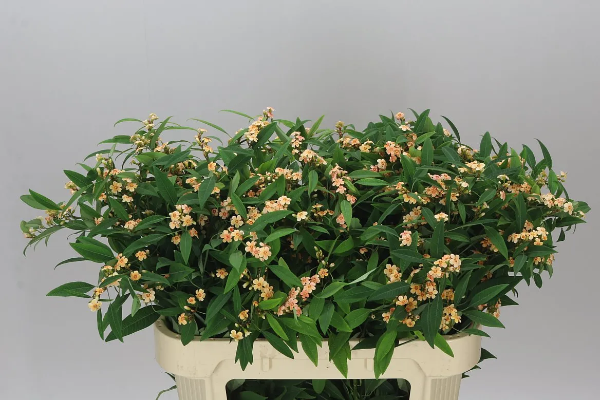 Euphorbia F T Cognac Baron • 75 cm