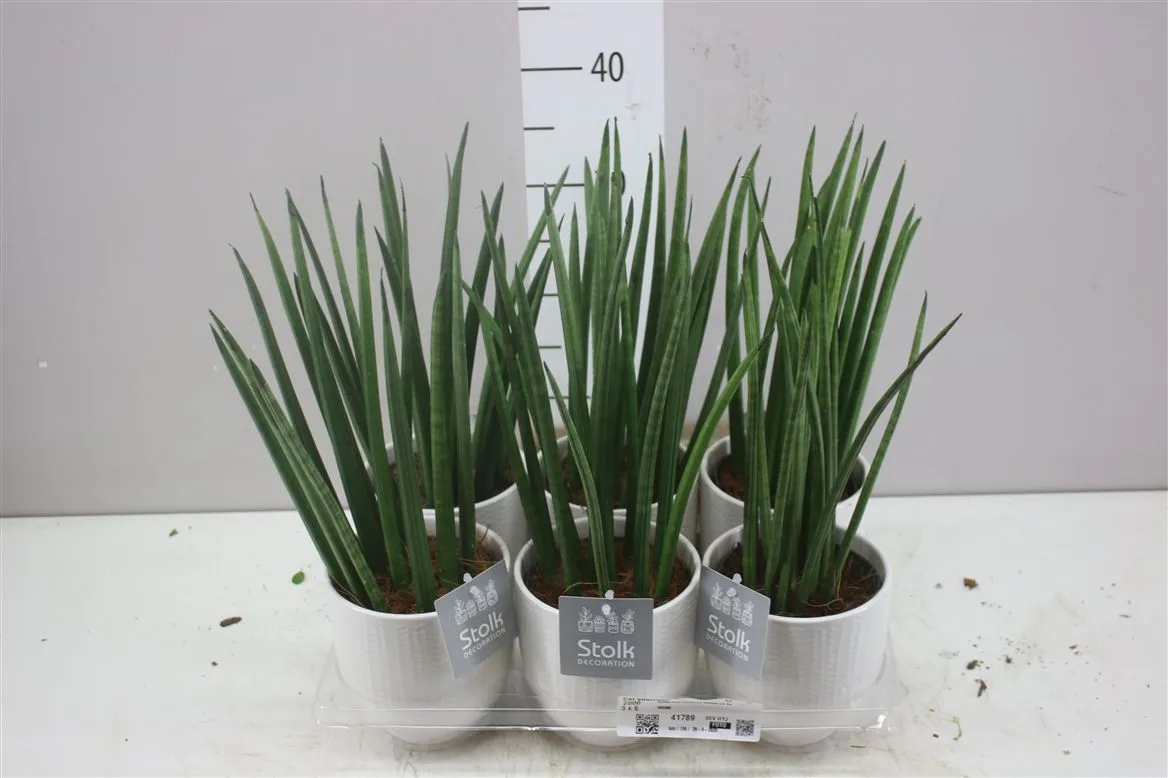 Sansevieria Cylindrica Mikado Liv Keramiek • črepník 13 cm