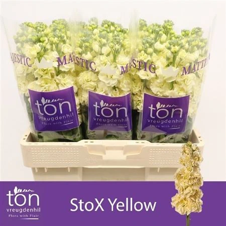 Matthiola Cream • 57 cm