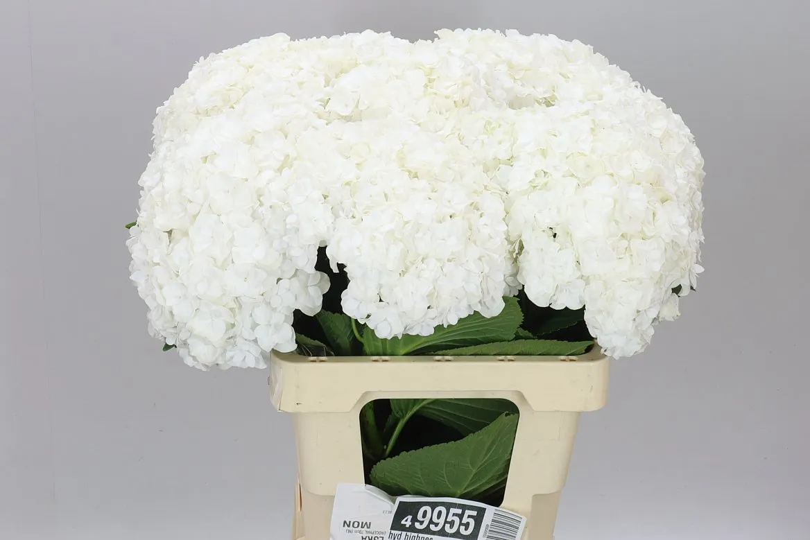 Hortenzia Highnes • 60 cm