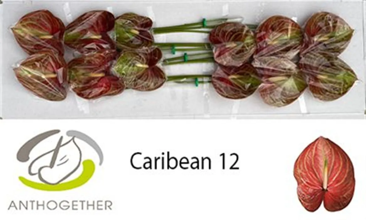 Antúrium Caribean