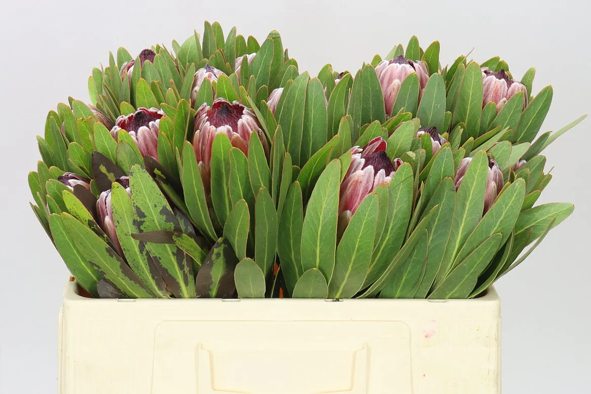 Protea Pink Ice • 50 cm