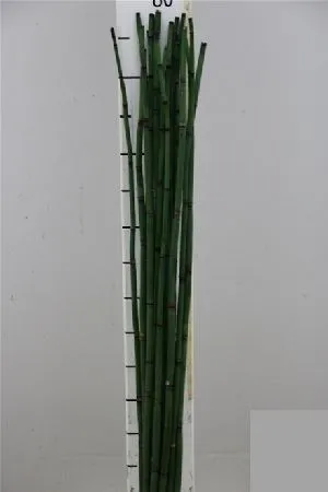Bamboe Snakegras • 75 cm