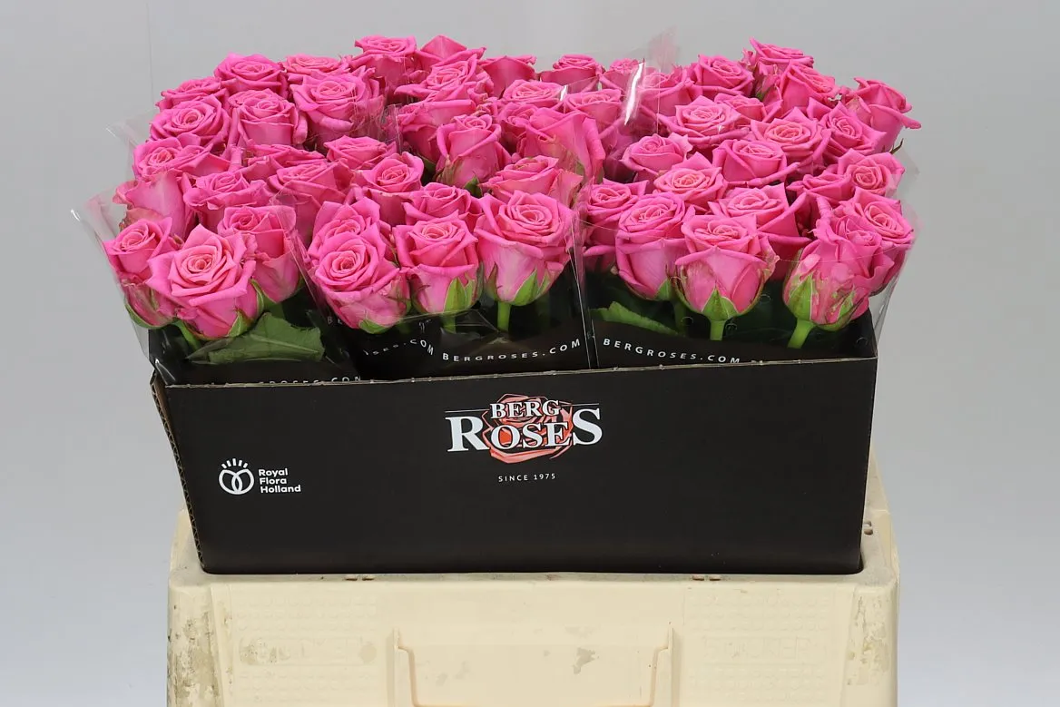 Ruža Charlotte • 55 cm