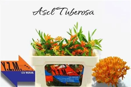 Asclepias Tuberosa • 40 cm