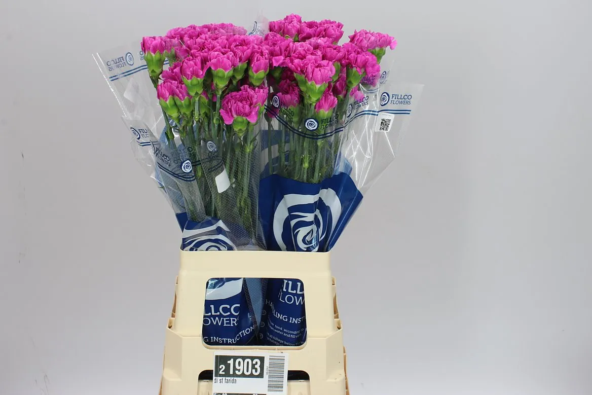 Karafiát Farida • 70 cm