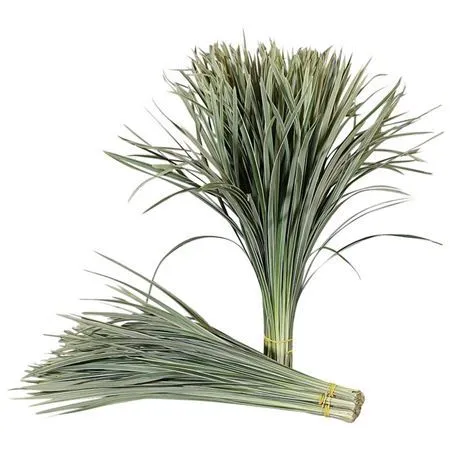 China Gras Varigated • 50 cm
