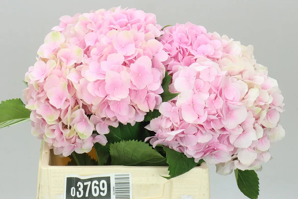 Hyd Verena Pink Pale • 40 cm