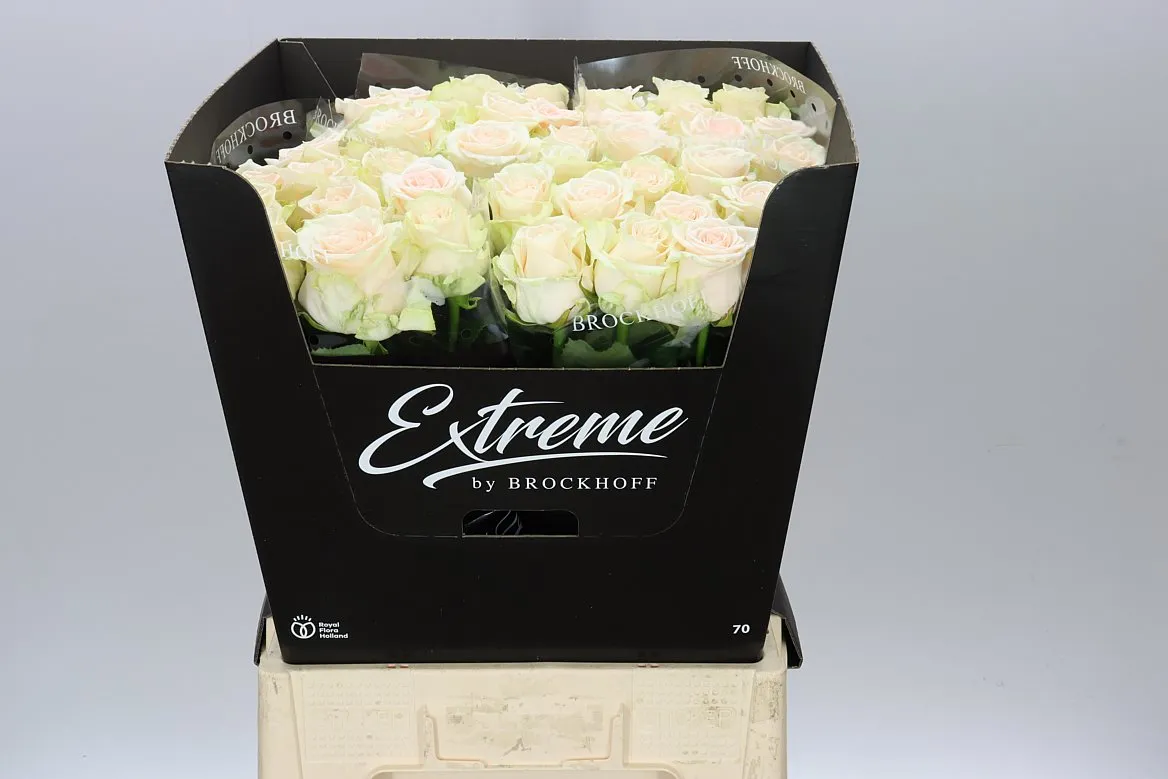 Ruža Sweet Caroline Extreme • 70 cm
