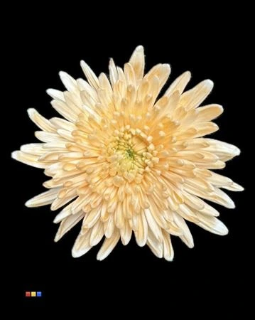 Chryzantéma veľkokvetá Topspin Dusty Pastel Orange • 70 cm