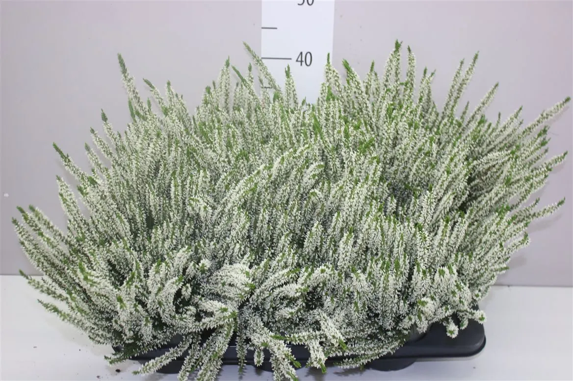 Calluna Beauty Ladies Wit • črepník 17 cm