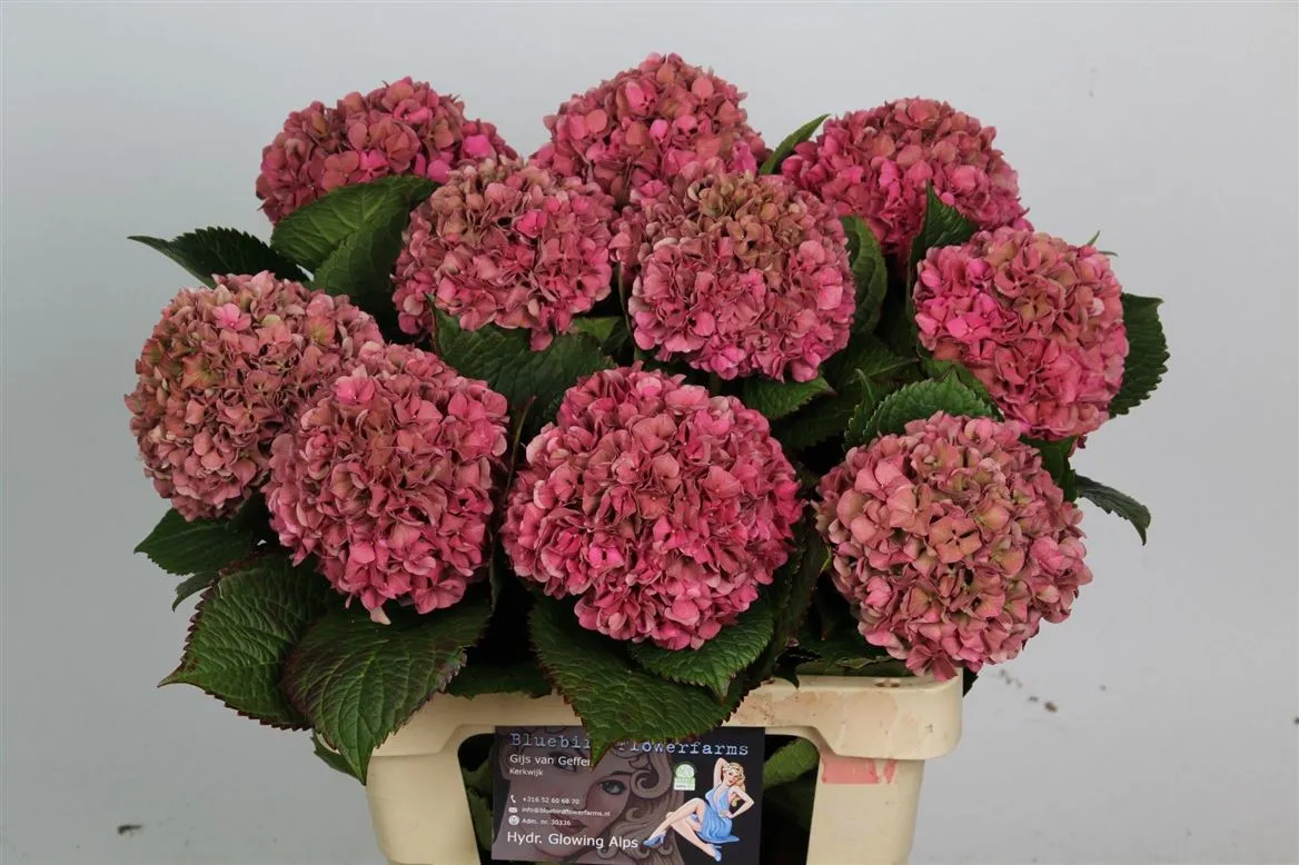 Hortenzia Glow Alps Classic Pink • 60 cm