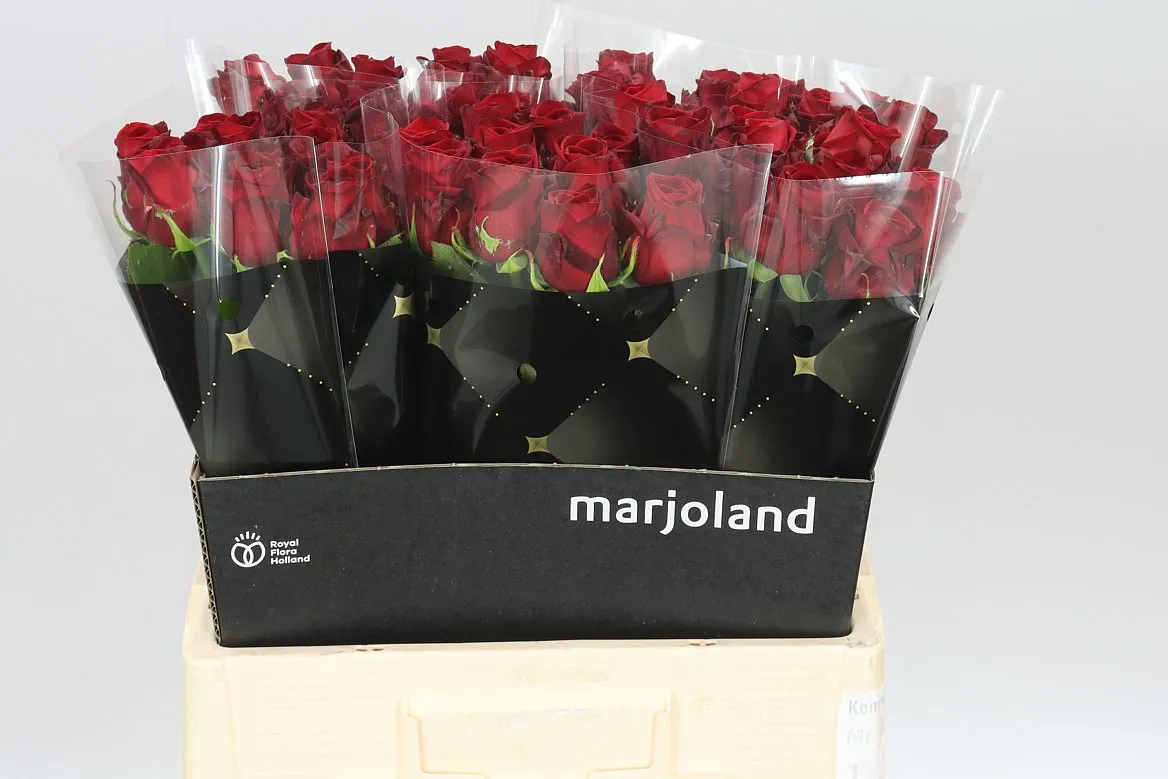 Ruža Red Naomi Marjo • 60 cm