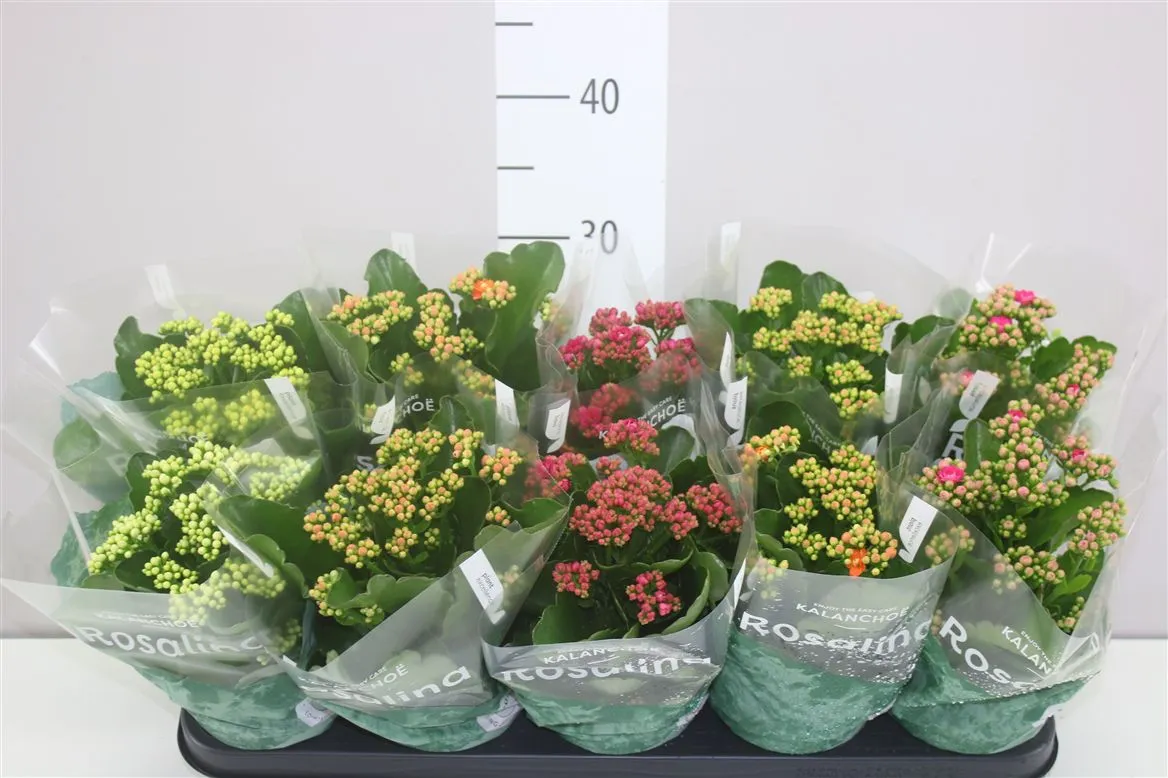 Kalanchoe Rosalina Mix • črepník 12 cm