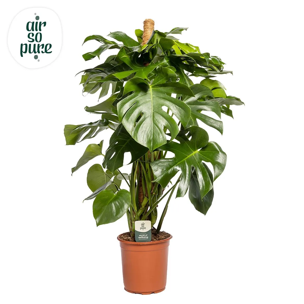 Monstera Deliciosa na machovej tyči P24 • črepník 24 cm