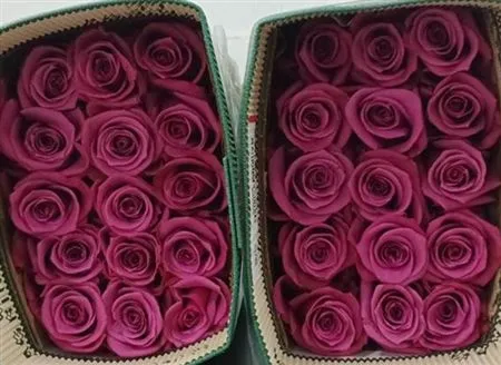 Rosa Gr Ec Shogun • 50 cm