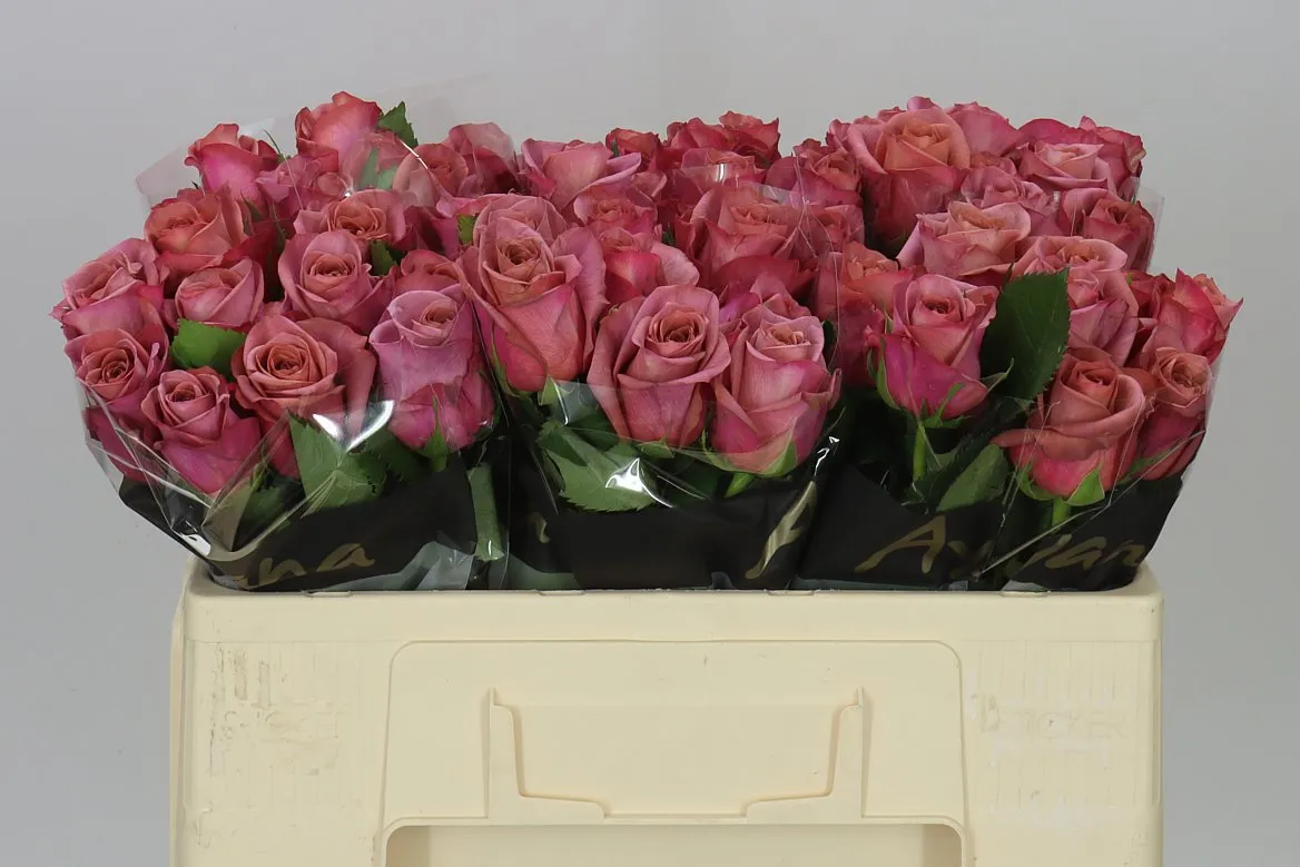 Rosa Gr Barista • 50 cm