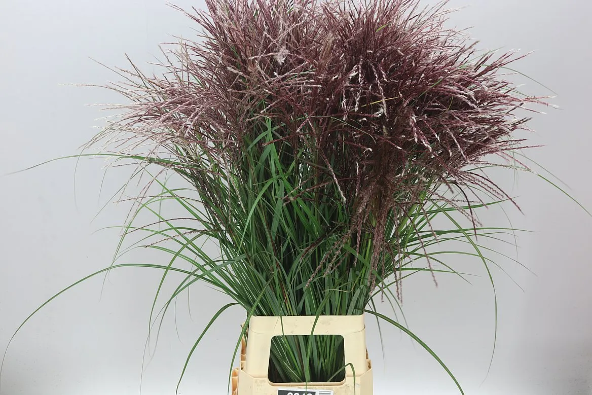 Miscanthus Rotfeder • 90 cm