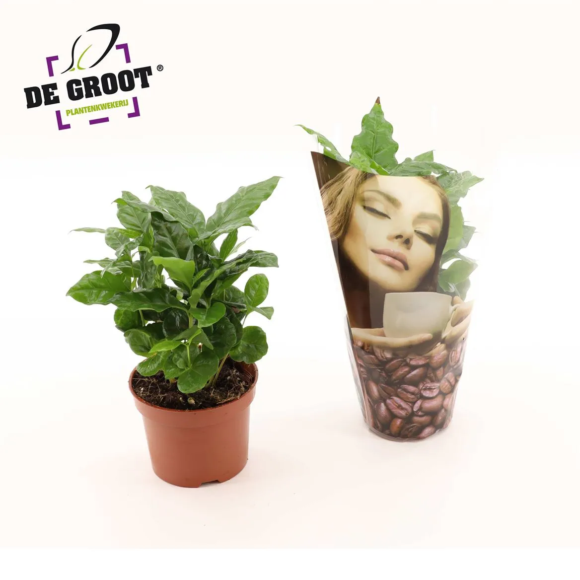 Coffea Arabica • črepník 12 cm