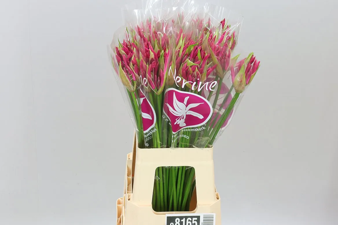 Nerine Bo Bas Van Roon • 65 cm