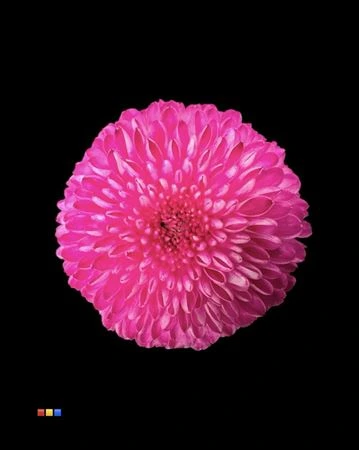 Chryzantéma veľkokvetá Superbowl Cerise • 80 cm