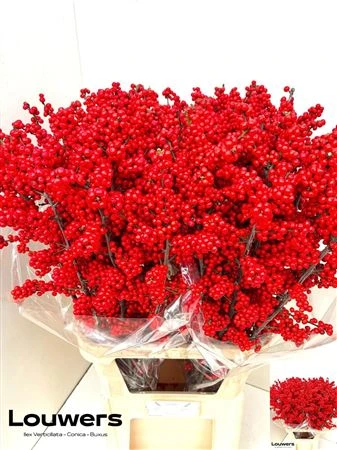 Ilex • 90 cm
