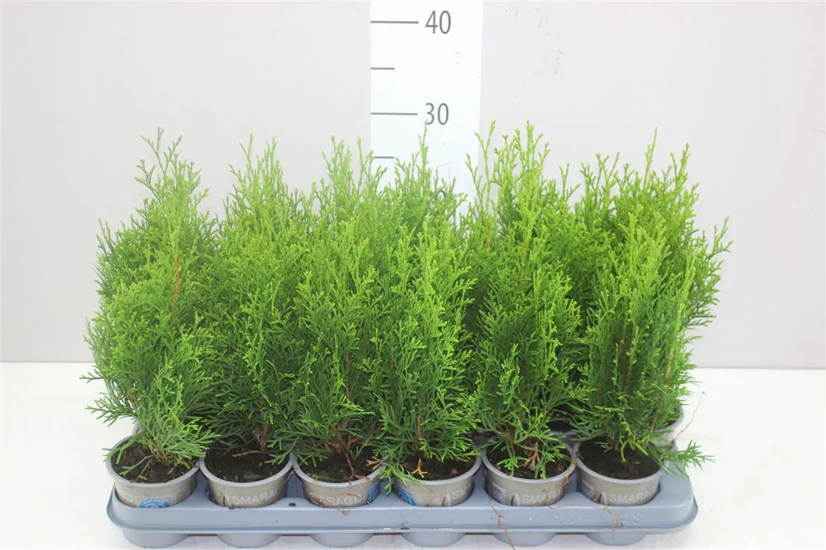 Thuja Oc Smaragd • črepník 9 cm