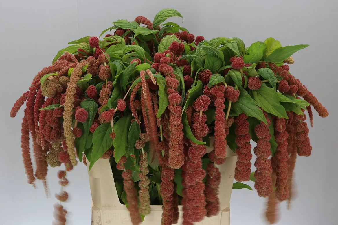 Amarant Ca Coral Fountain • 75 cm