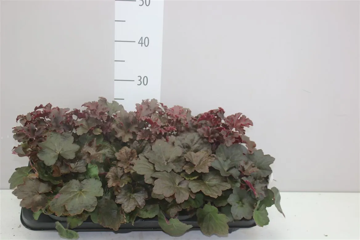 Heucherella Leaf Design • črepník 13 cm