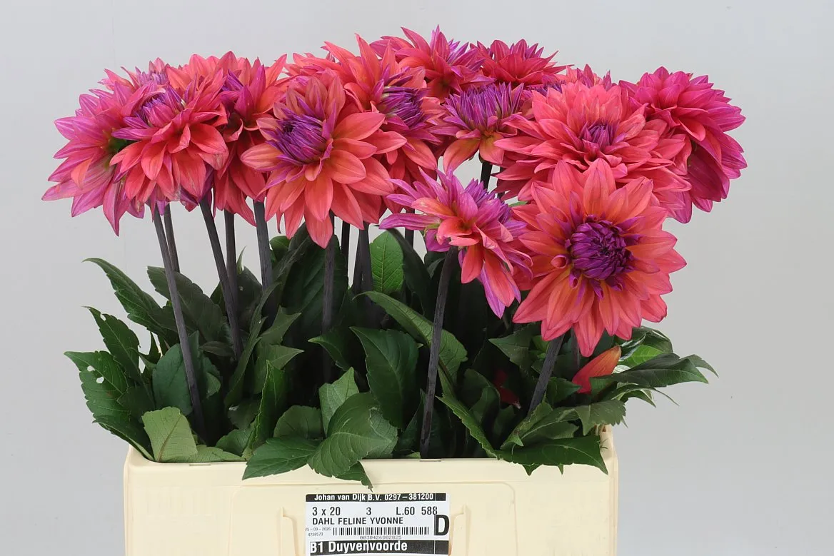 Dahlia Feline Yvonne • 60 cm